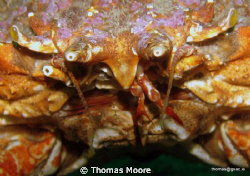 Close up of a Spider Crab.  Taken at Inis Oirr in Galway ... by Thomas Moore 